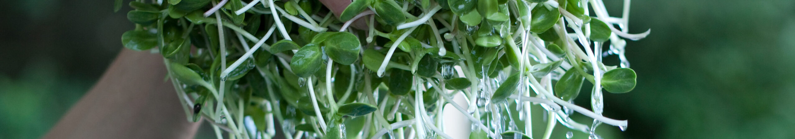 Interdisciplinarity – choosing which discipline to grow