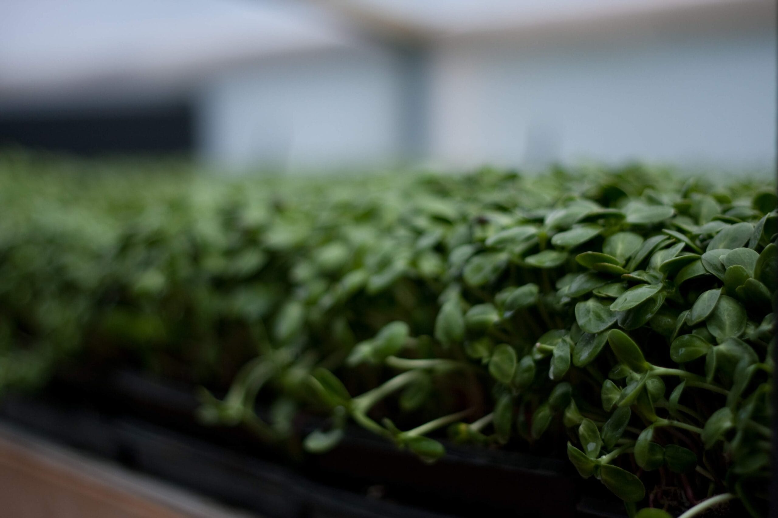 3. Growing to Order – The Smarter Way to Plan