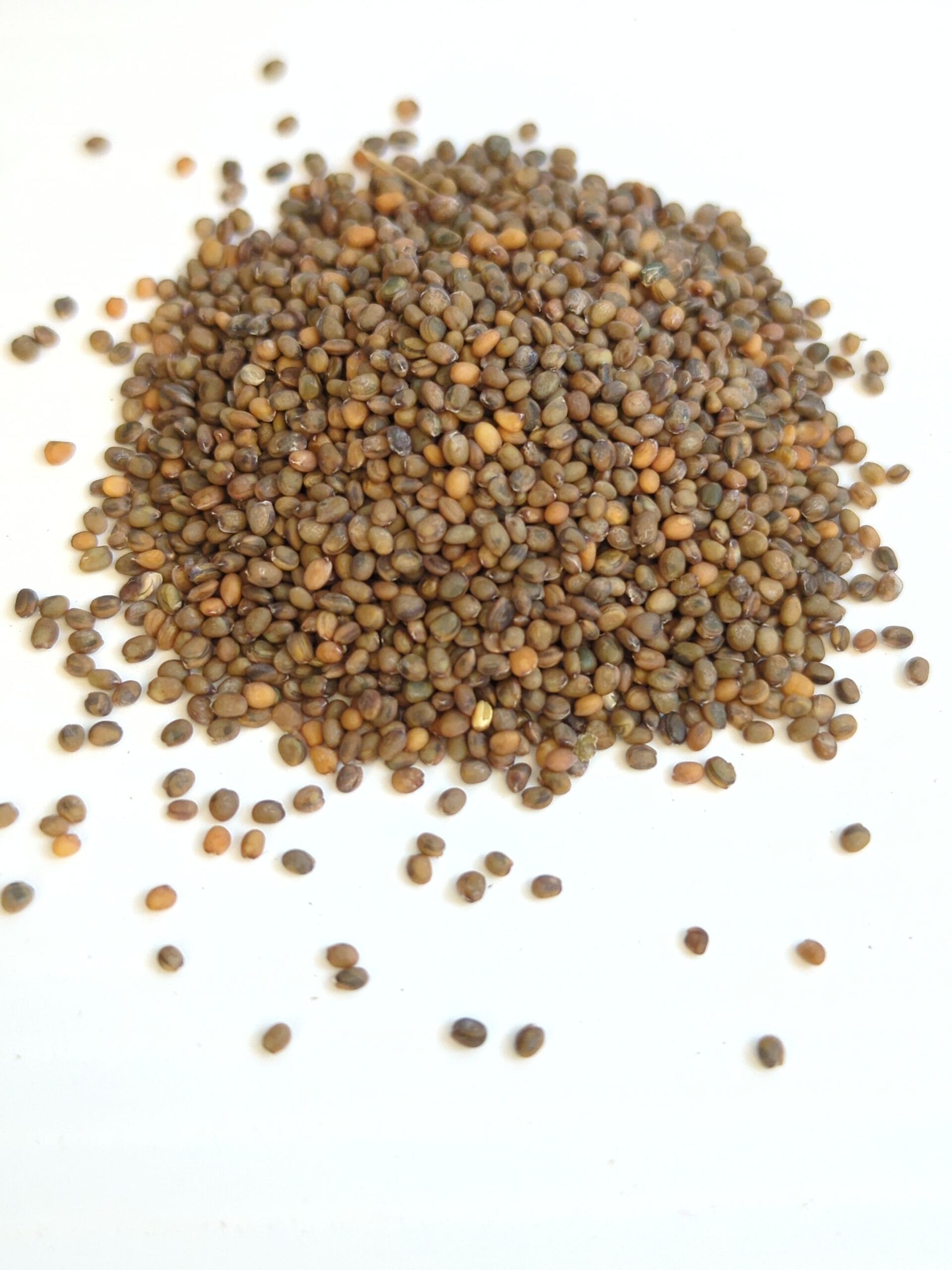 Course 3.4: Microgreens Seeds