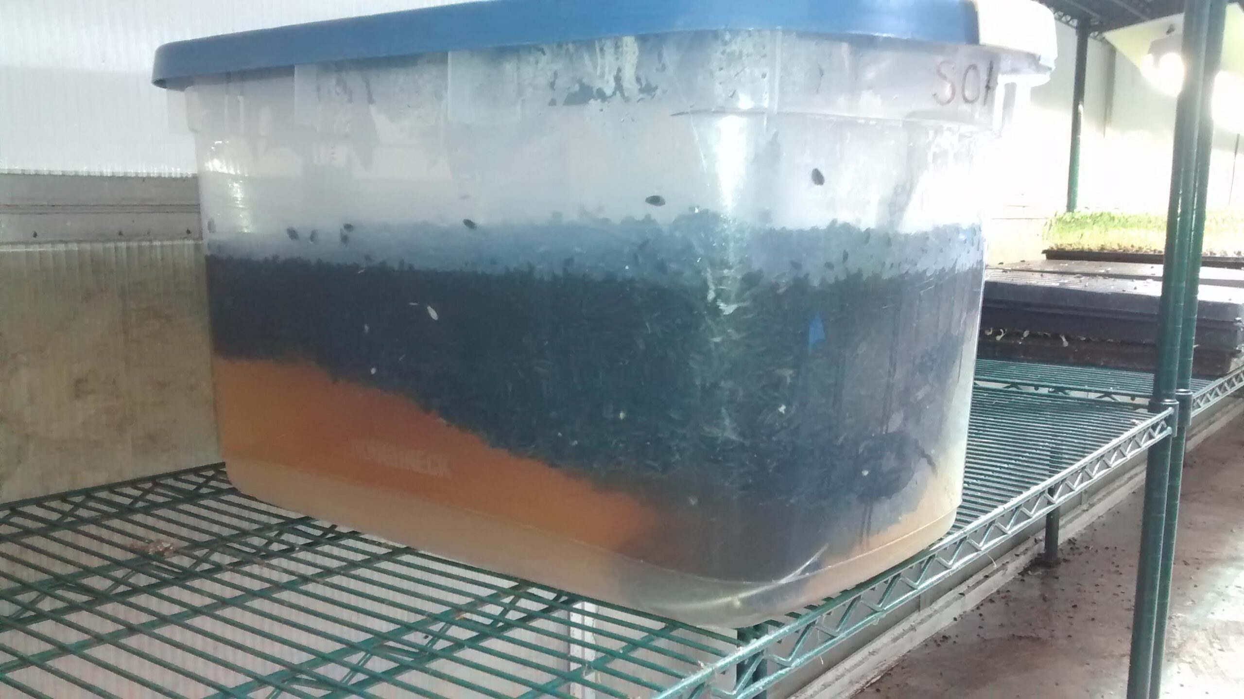 Course 7.3: Rinsing, Sanitizing, and Soaking Microgreens Seeds