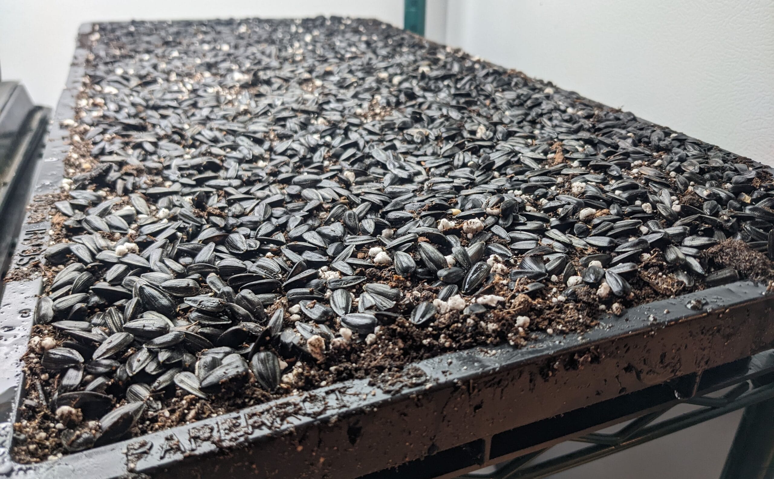 Course 2.3: Microgreens Tray Preparation and Seeding Area