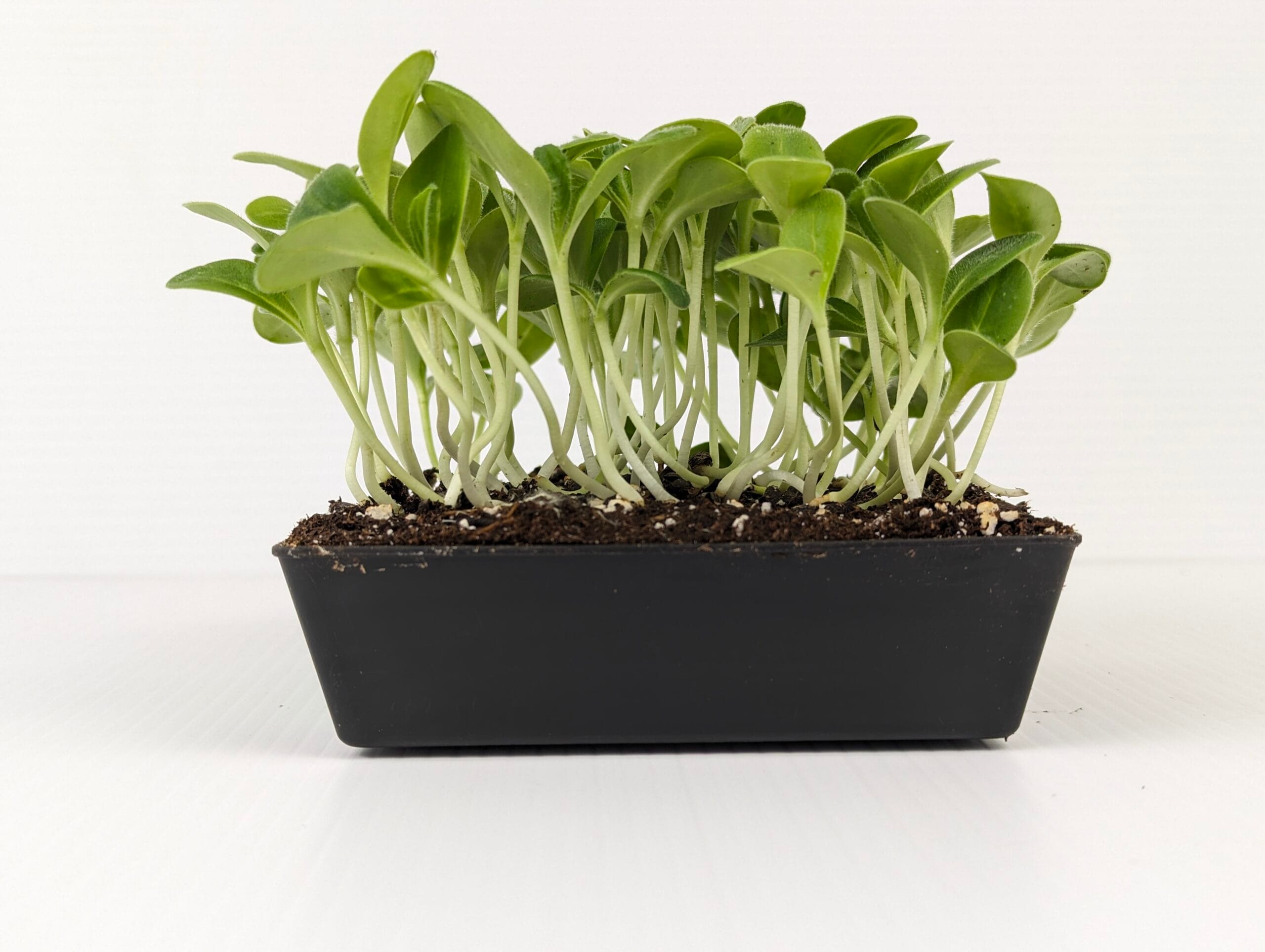 Toxic or Trendy? The Hidden Danger in Borage Microgreens