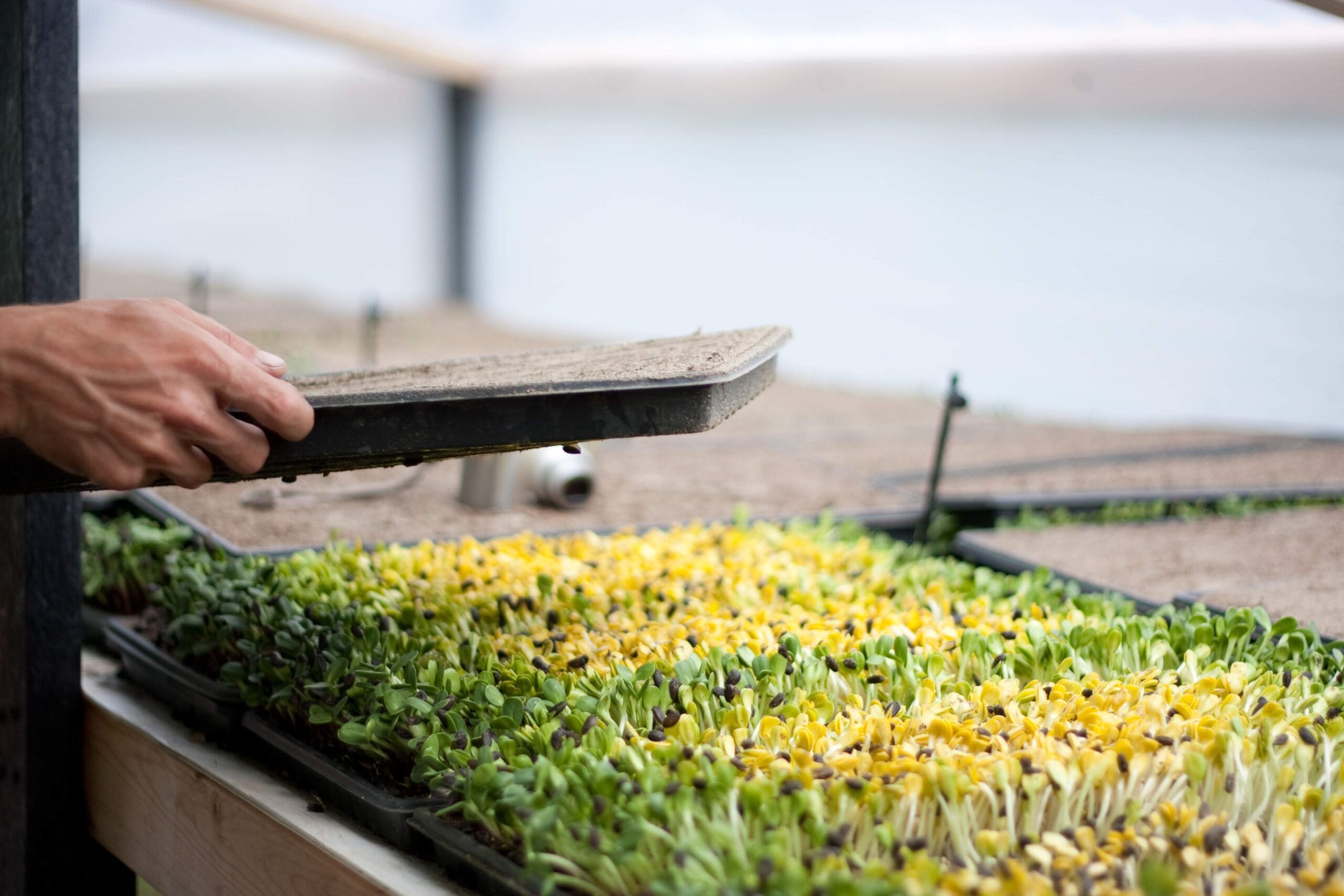 Course 5.3: US Microgreens Regulations