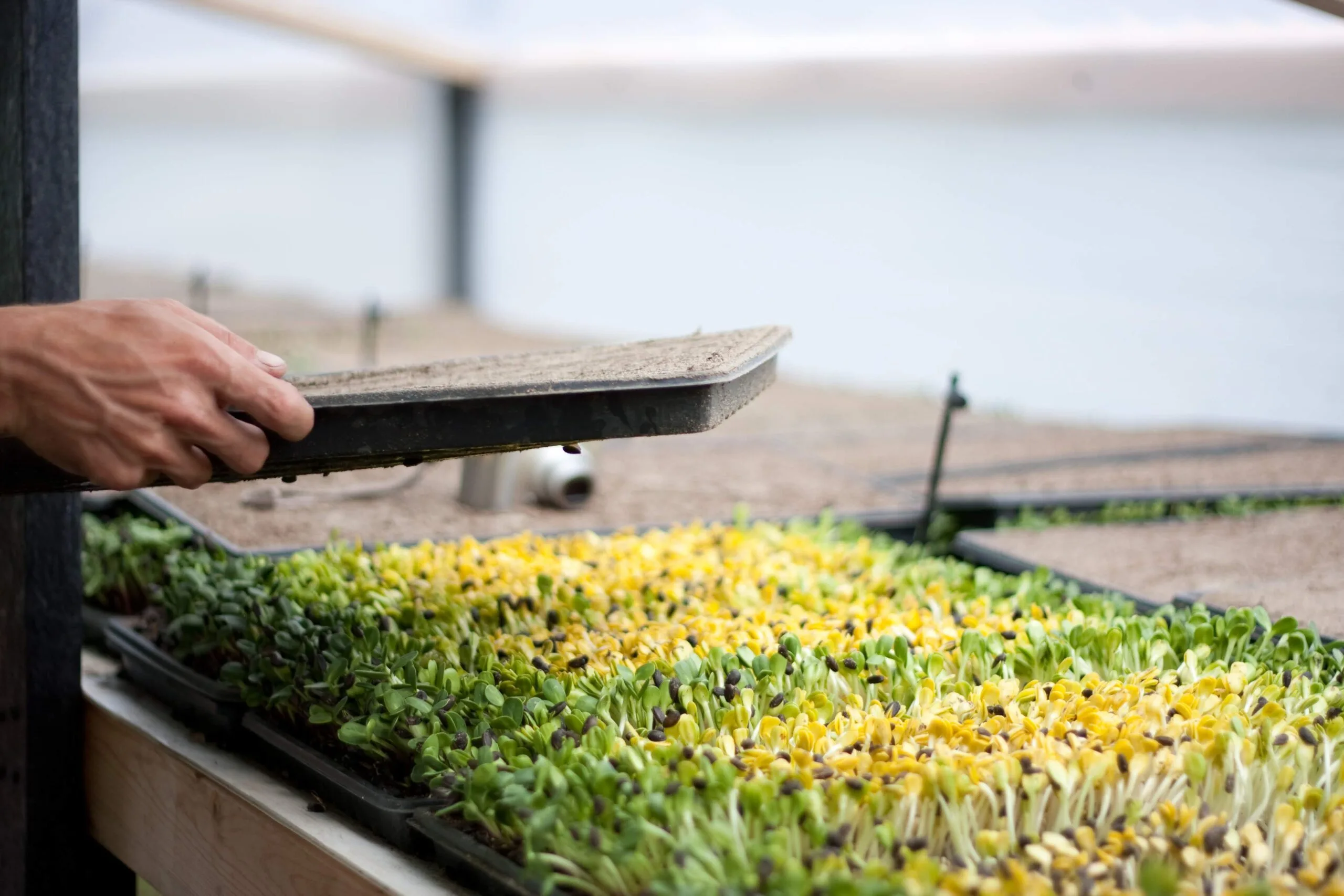 5+ Microgreen Jobs Free Commercial Microgreens Course - Microgreens Grower by Urban Micro
